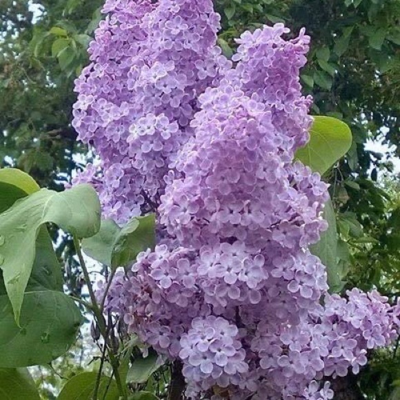 Meet your Posher, Gloria - Picture 5 of 15